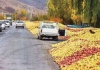 صنعت سورت، بسته‌بندی و فرآوری