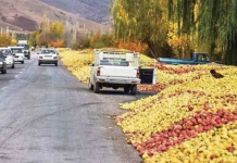 صنعت سورت، بسته‌بندی و فرآوری