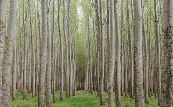 صنوبر