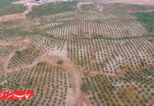 طرح زراعت چوب پایان بخش مشکل تامین کاغذ کشور طرح زراعت چوب